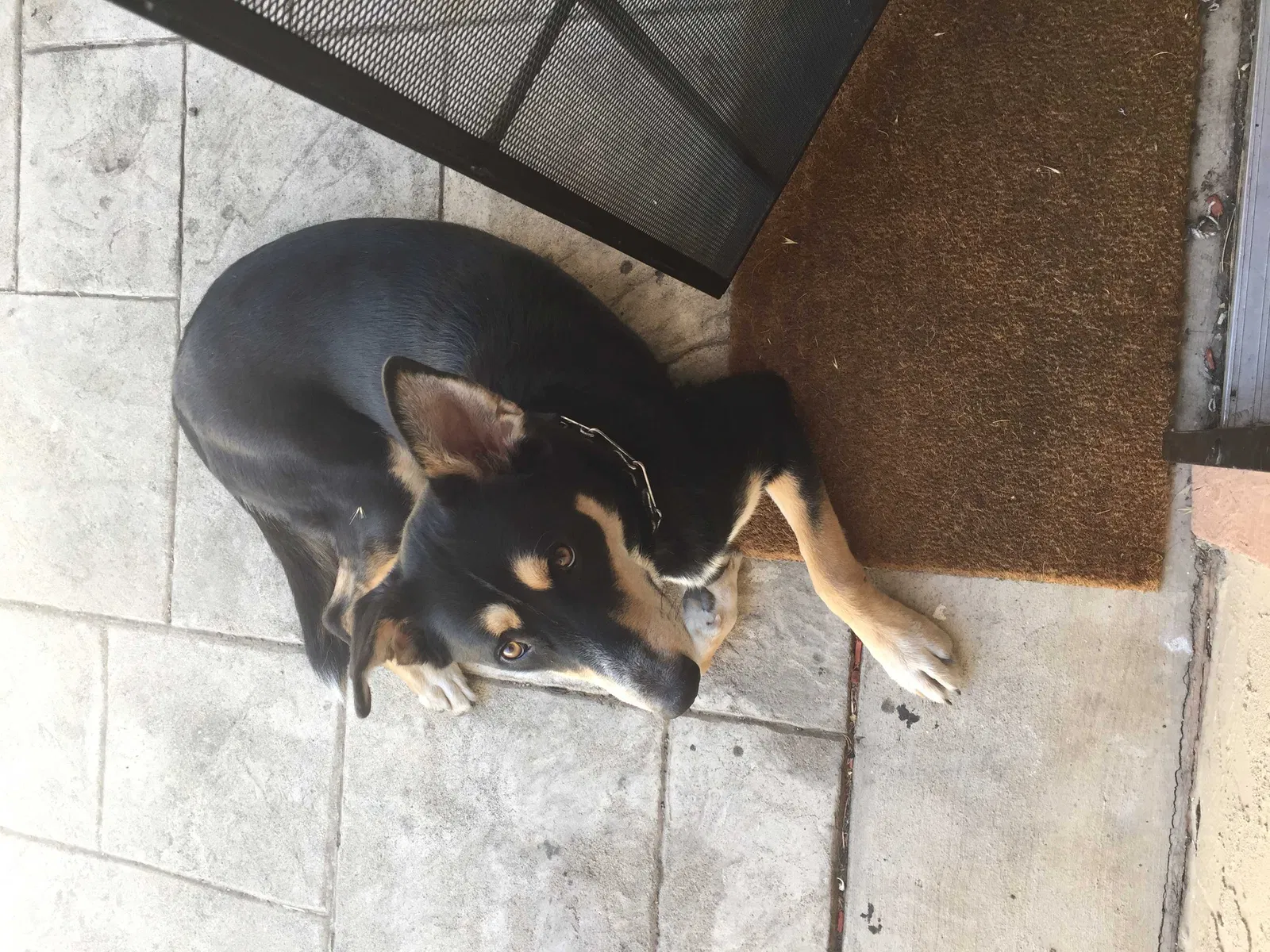 Found dog in Pittsburg, CA, 94565