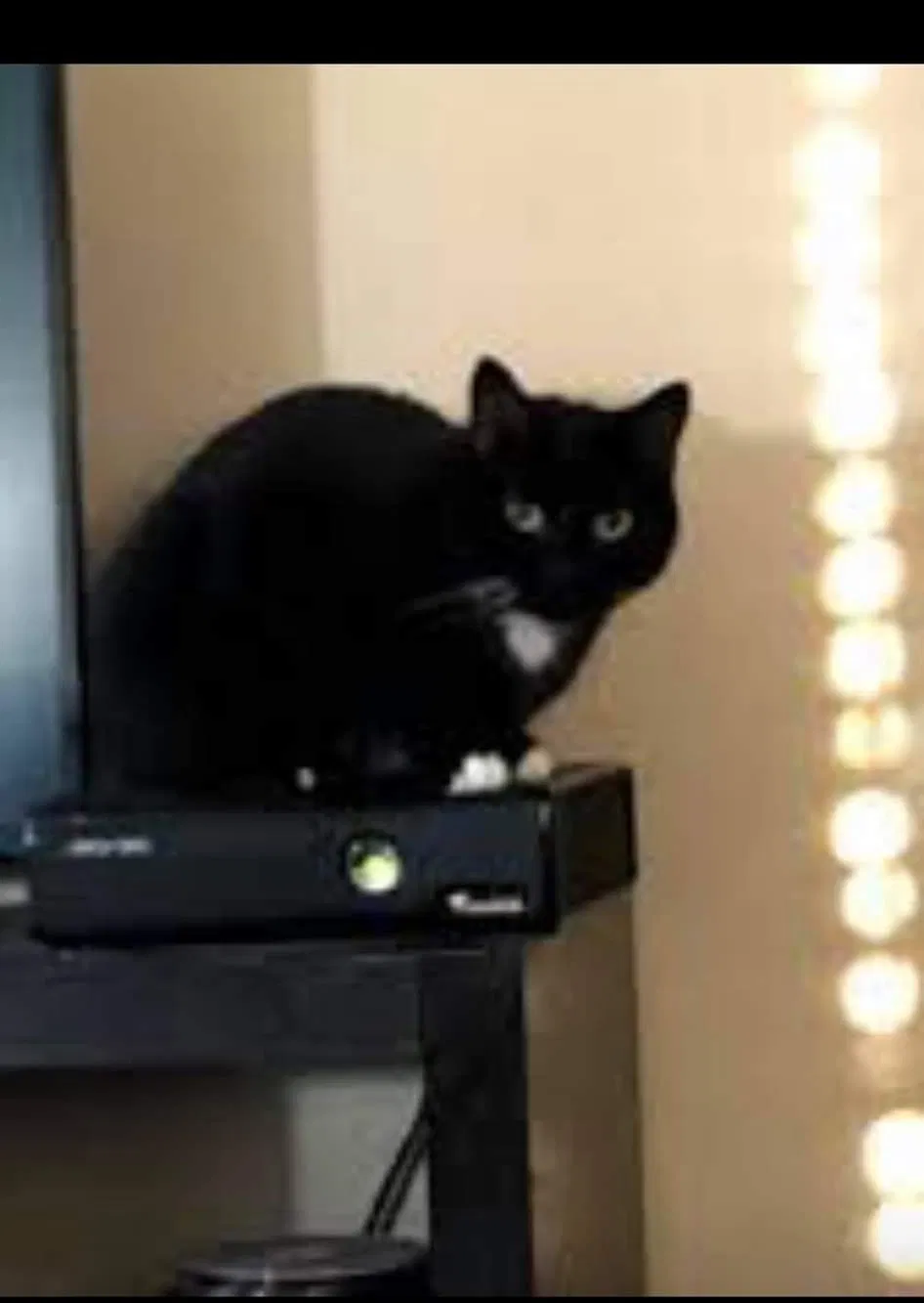 Lost cat in Seattle, WA, 98133