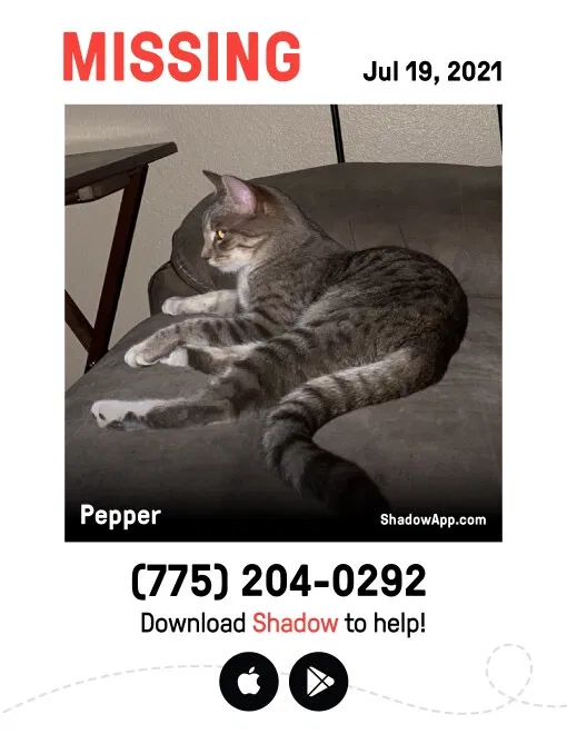Lost cat in Reno, NV, 89506