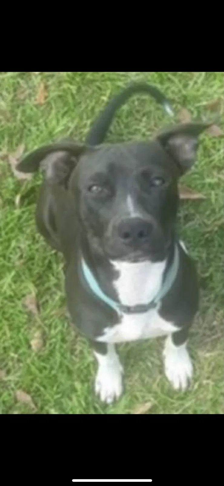 Lost dog in Moss Point, MS, 39562