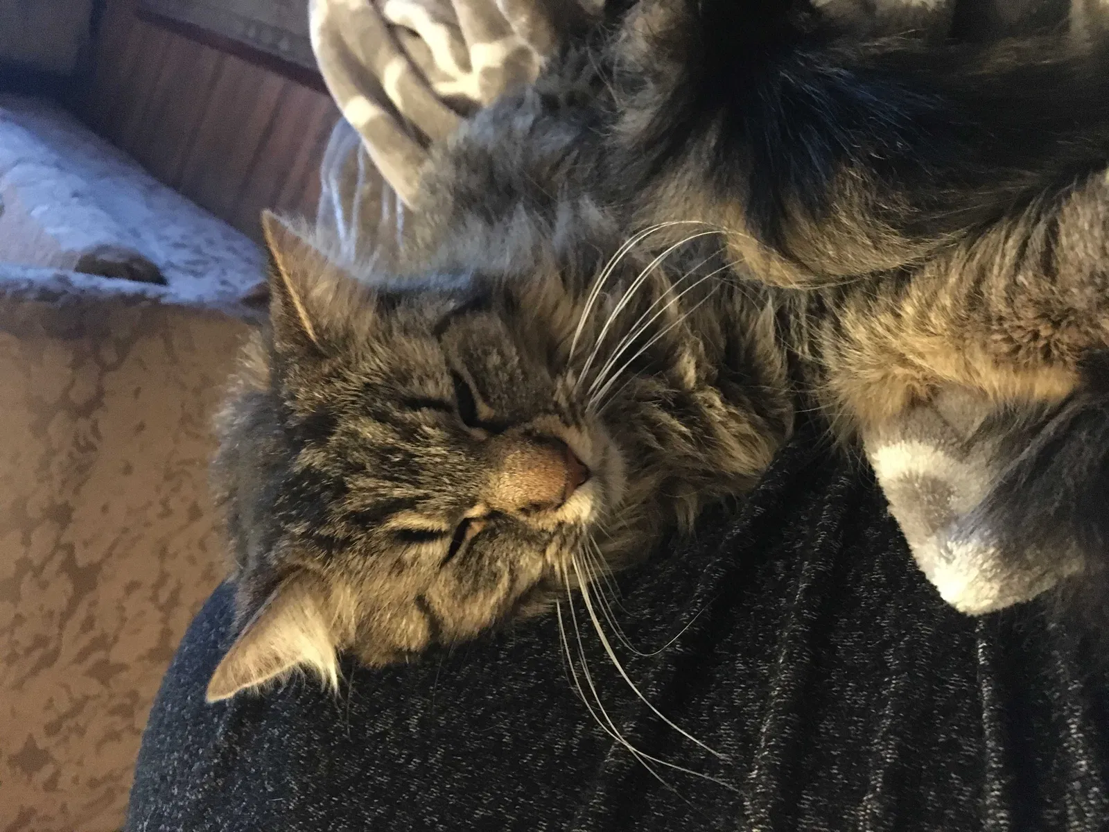 Lost cat in Vacaville, CA, 95688