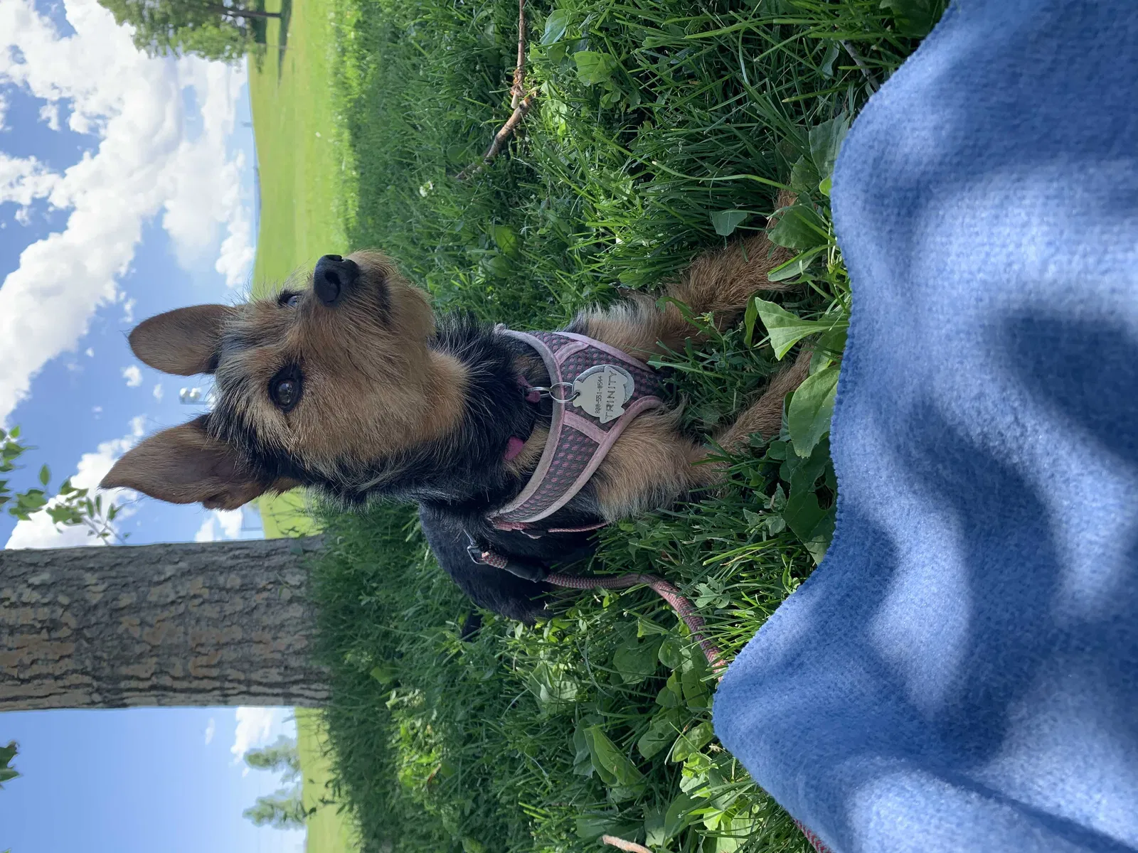 Lost dog in Barnegat, NJ, 8005
