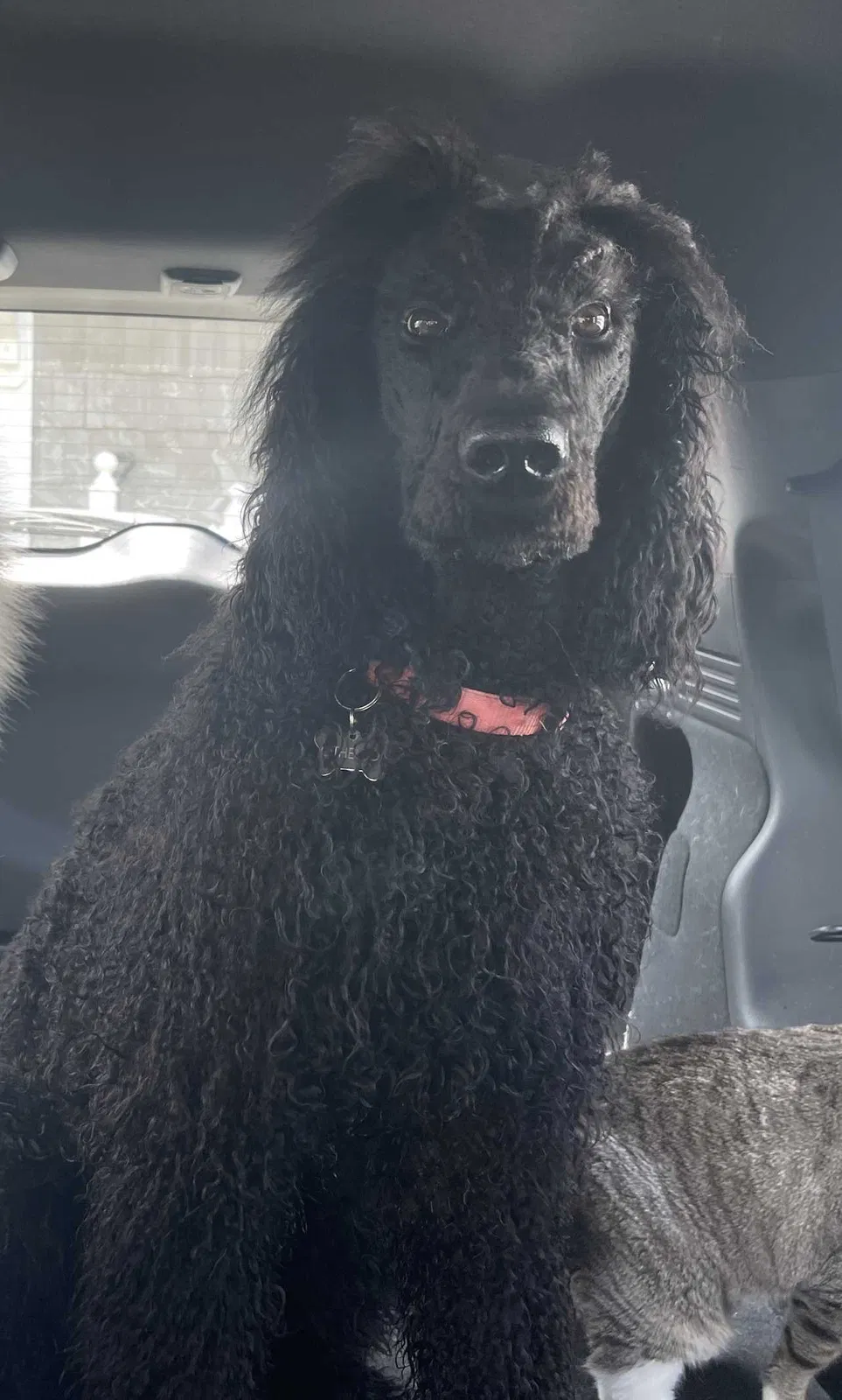 Lost dog in Columbus, OH, 43201