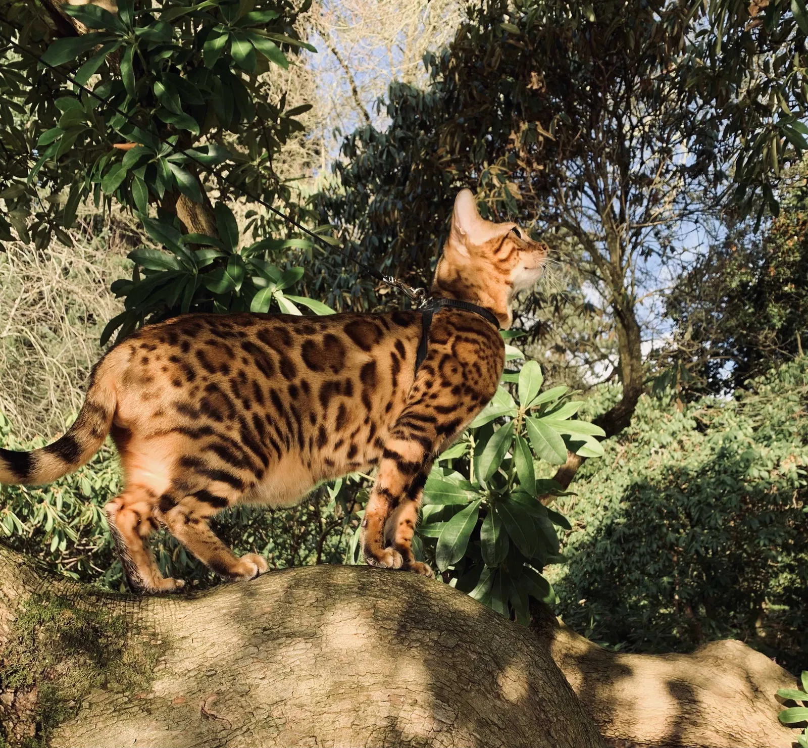 Lost cat in Jacksonville, FL, 32218