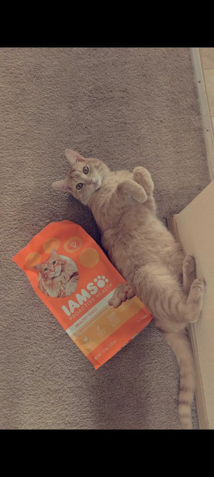 Lost cat in Olympia, WA, 98502