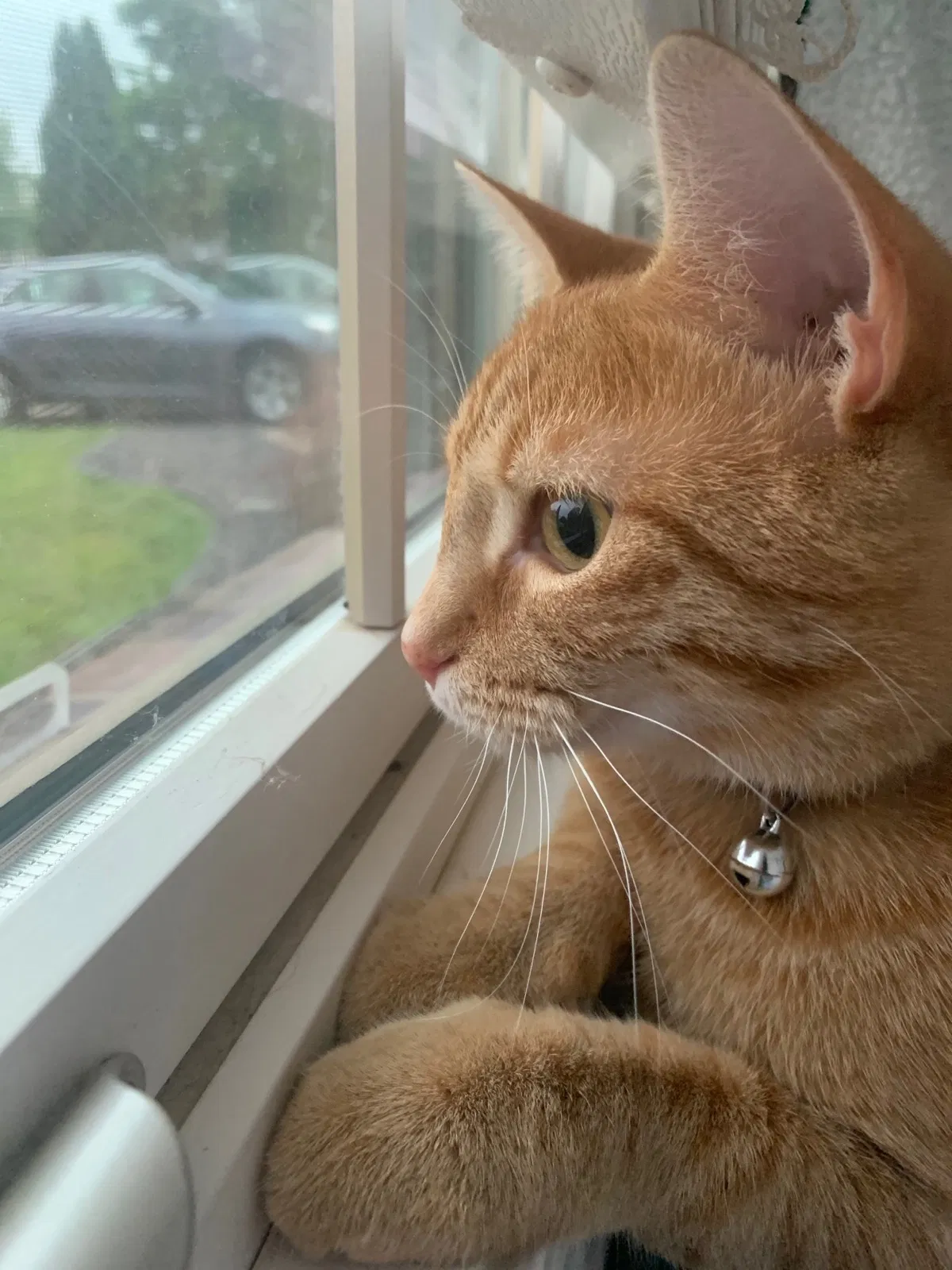 Lost cat in Evansville, IN, 47715