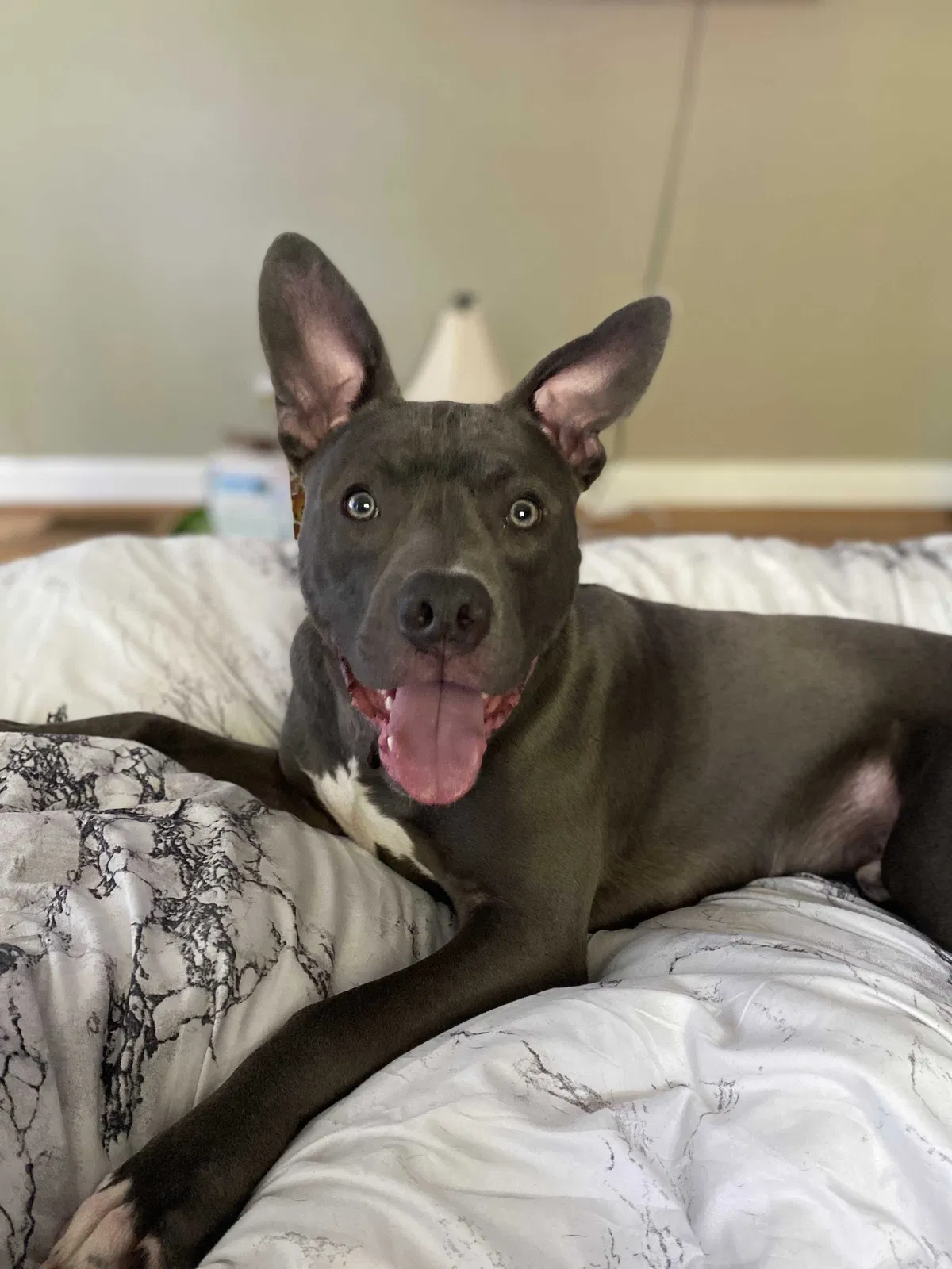 Lost dog in Spartanburg, SC, 29302