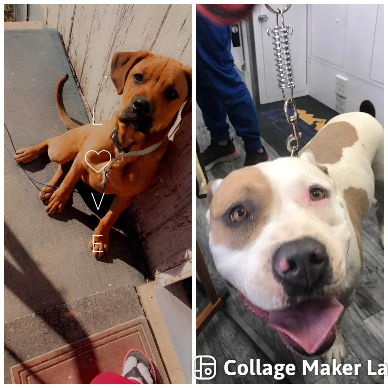 Lost dog in Canutillo, TX, 79835