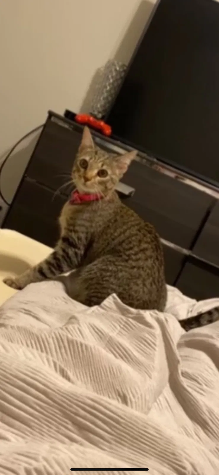 Lost cat in Dallas, GA, 30157
