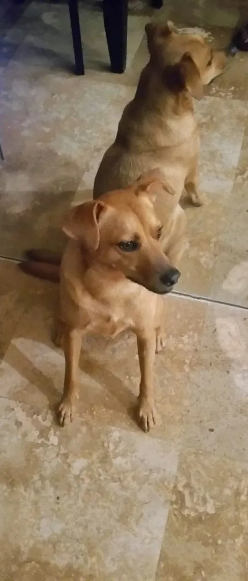 Lost dog in Miami, FL, 33157
