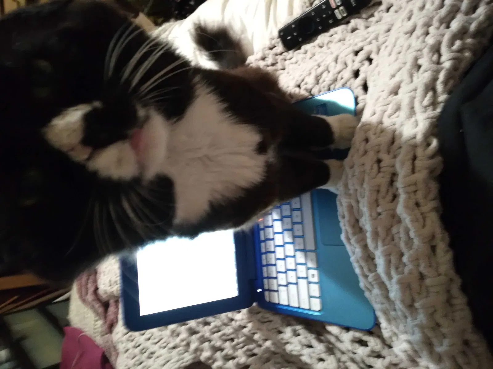 Lost cat in New Port Richey, FL, 34653