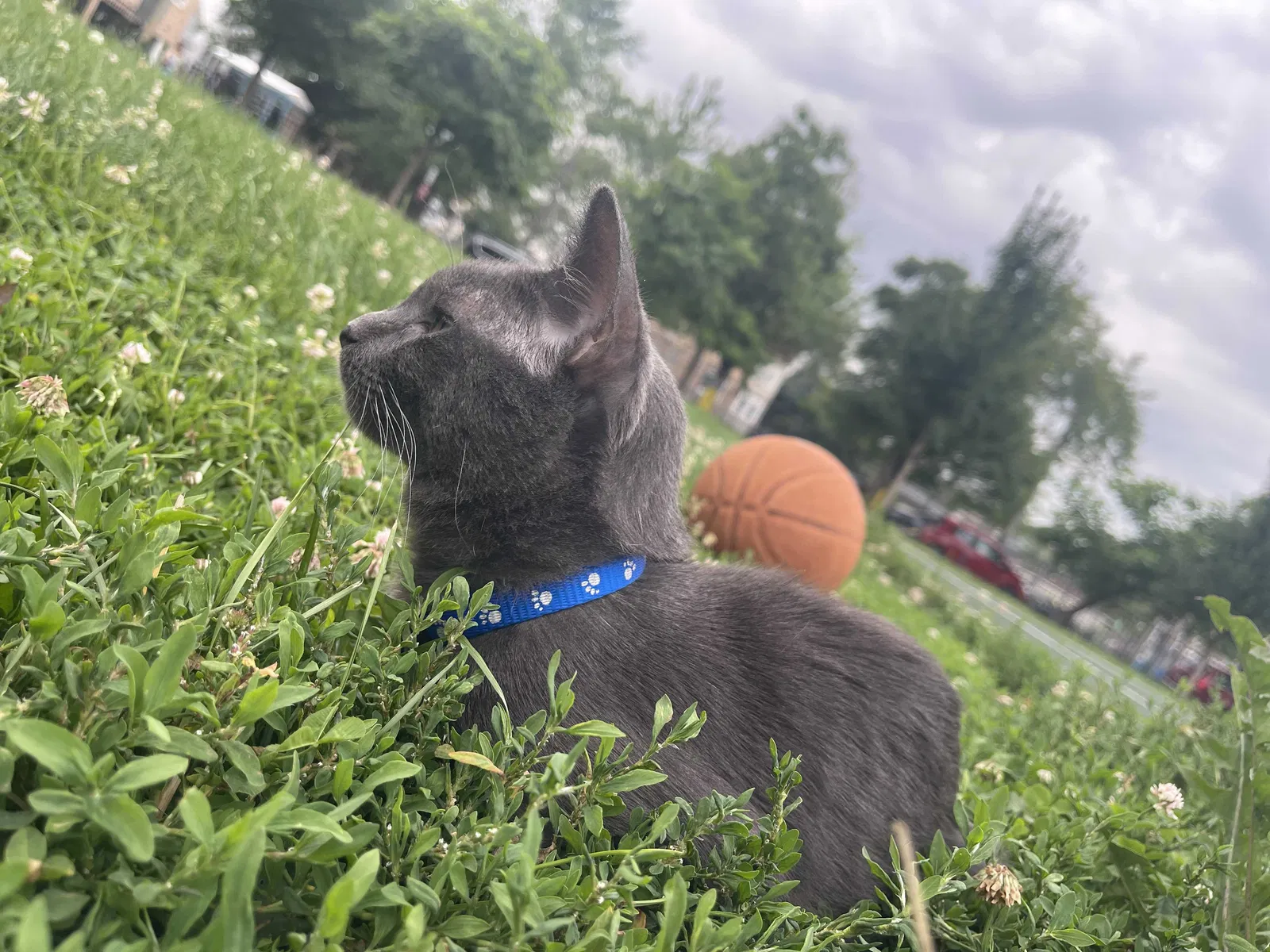 Lost cat in Chicago, IL, 60632