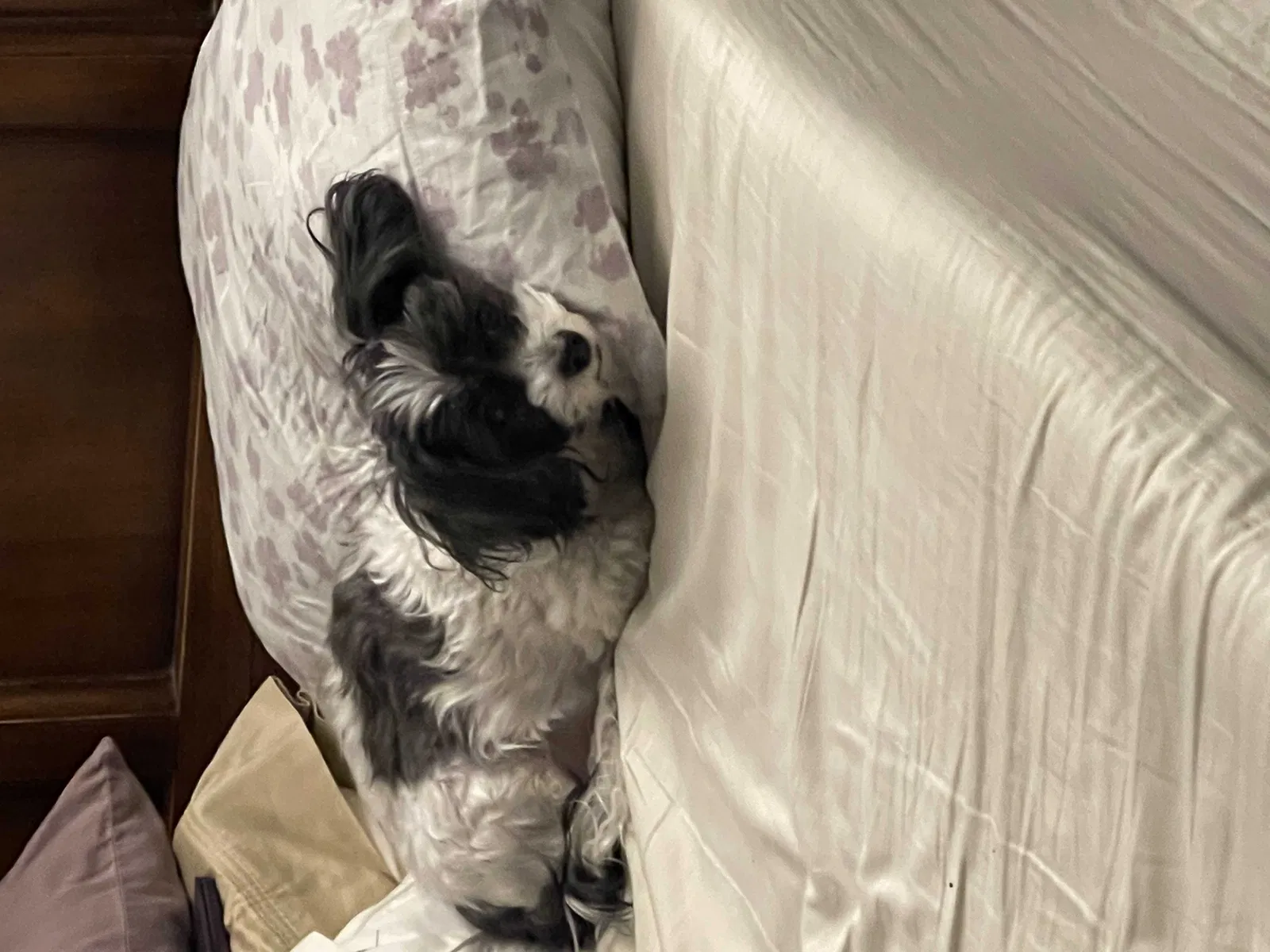 Lost dog in Chaska, MN, 55318