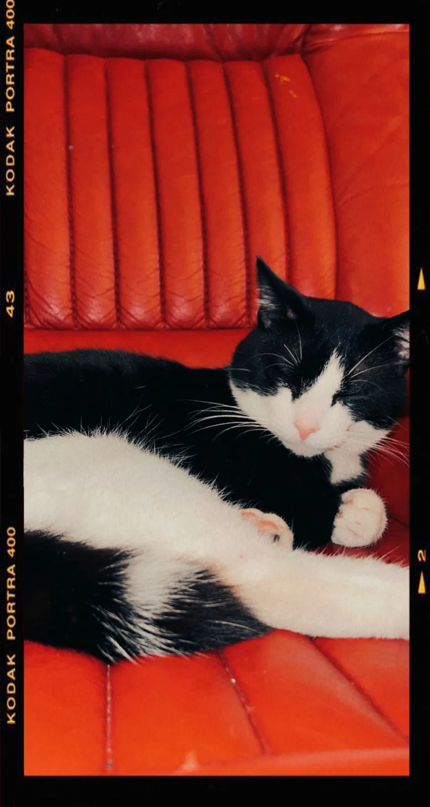 Lost cat in Huntsville, AL, 35816