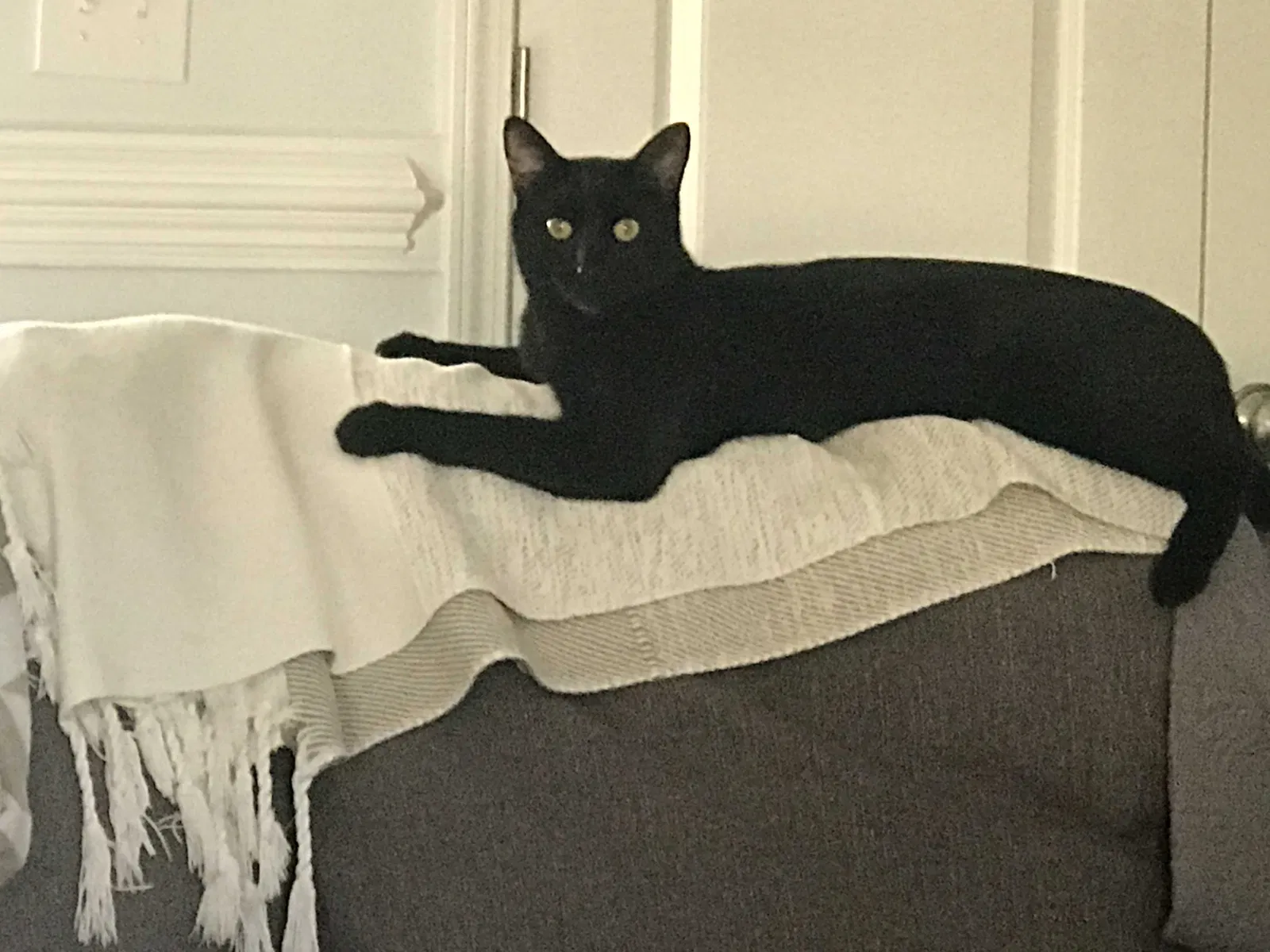 Lost cat in Savannah, GA, 31419