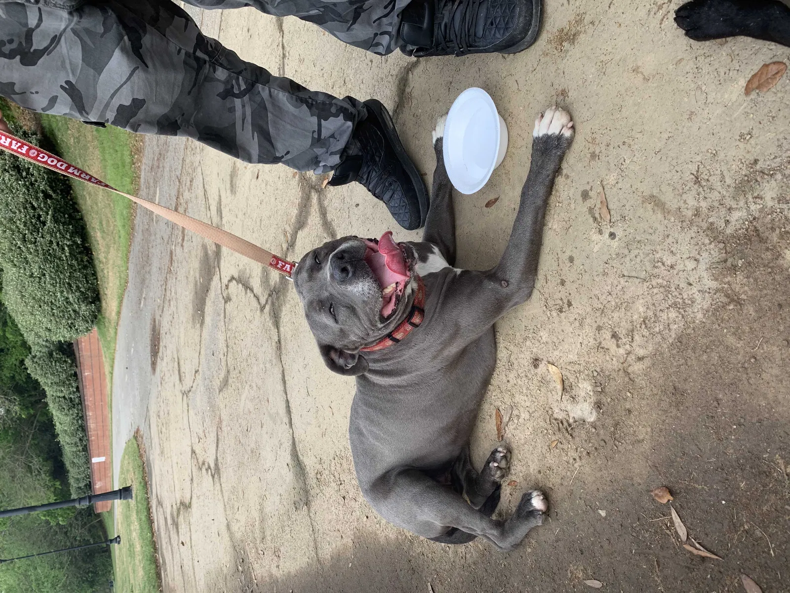 Lost dog in Phenix City, AL, 36869