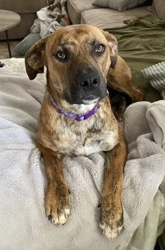 Lost dog in Bakersfield, CA, 93308
