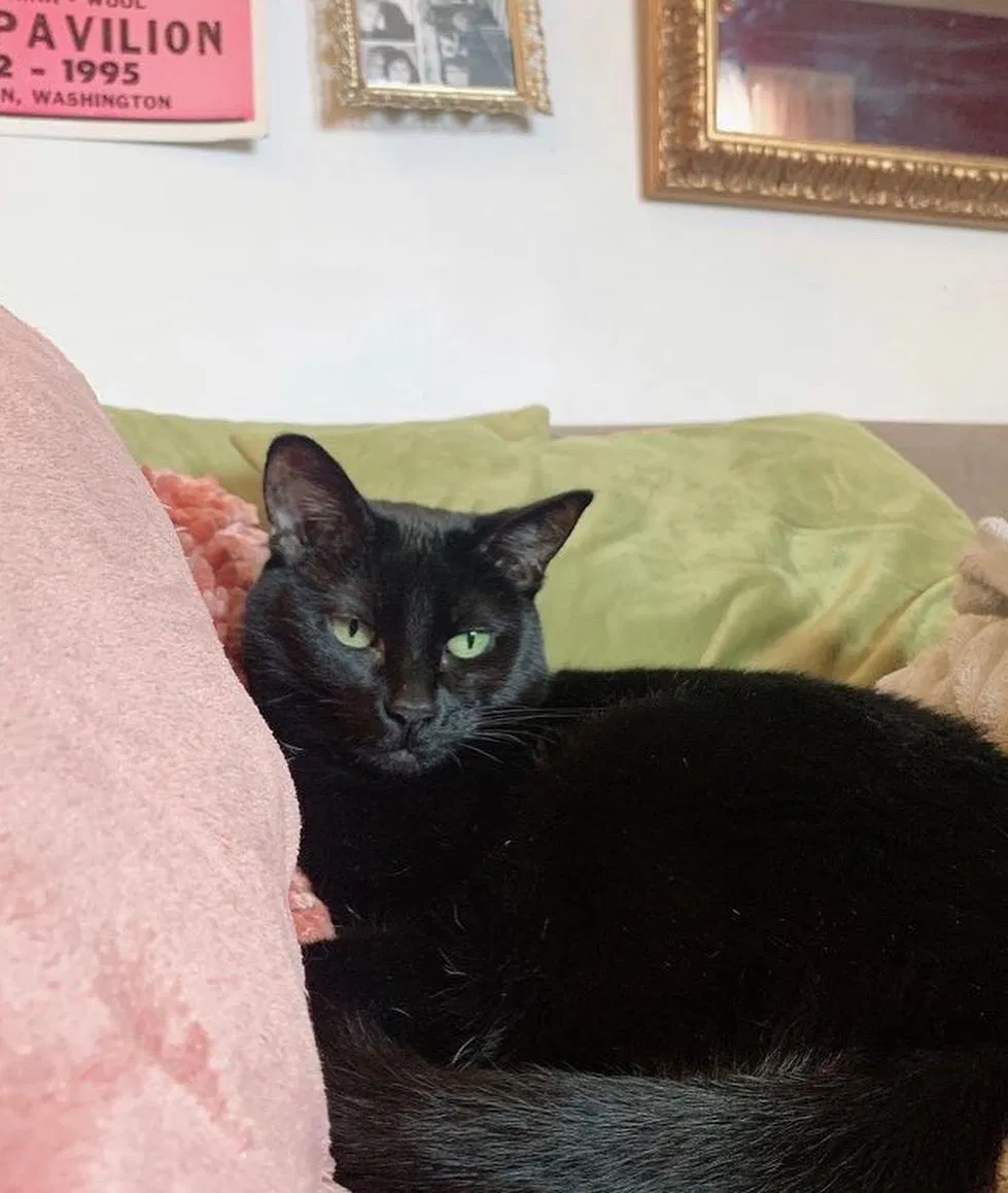 Lost cat in Chicago, IL, 60622
