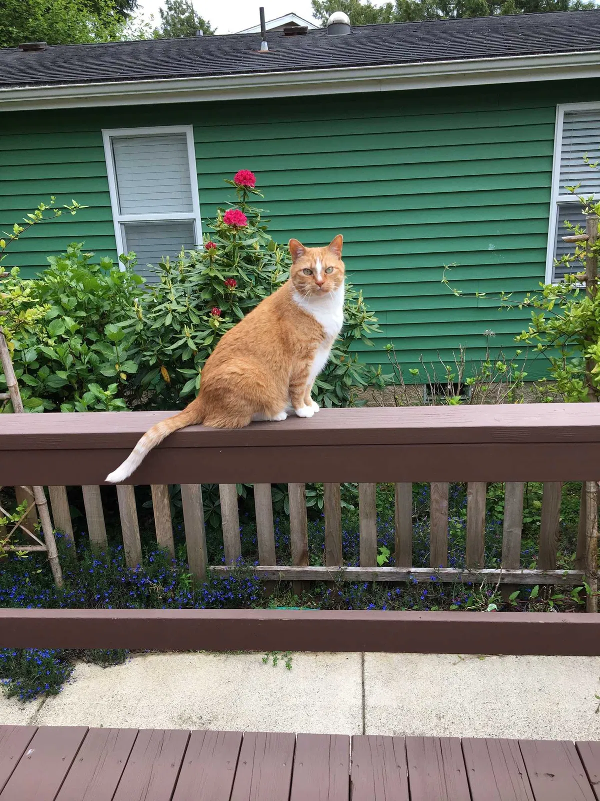Lost cat in Lincoln City, OR, 97367