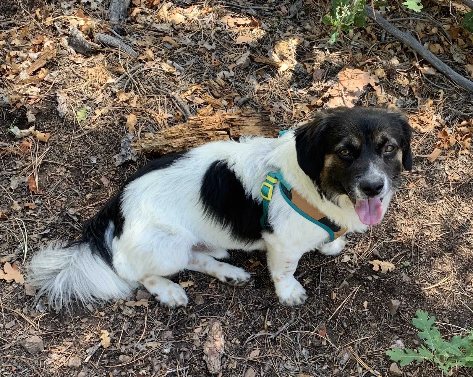 Lost dog in Santa Fe, NM, 87507