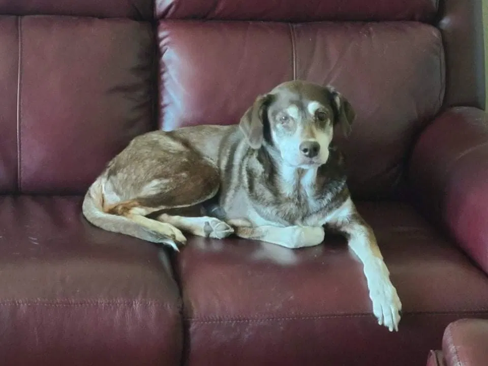Lost dog in Corpus Christi, TX, 78415