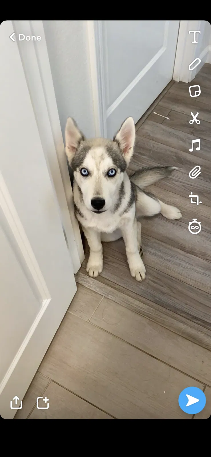 Lost dog in Woodlake, CA, 93286