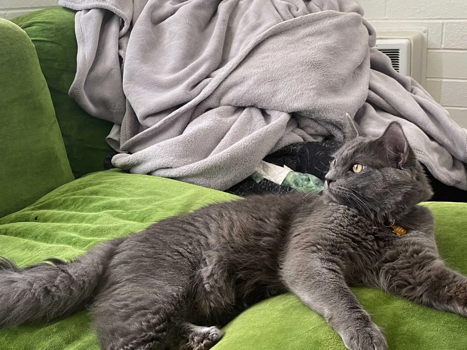 Lost cat in Boise, ID, 83706