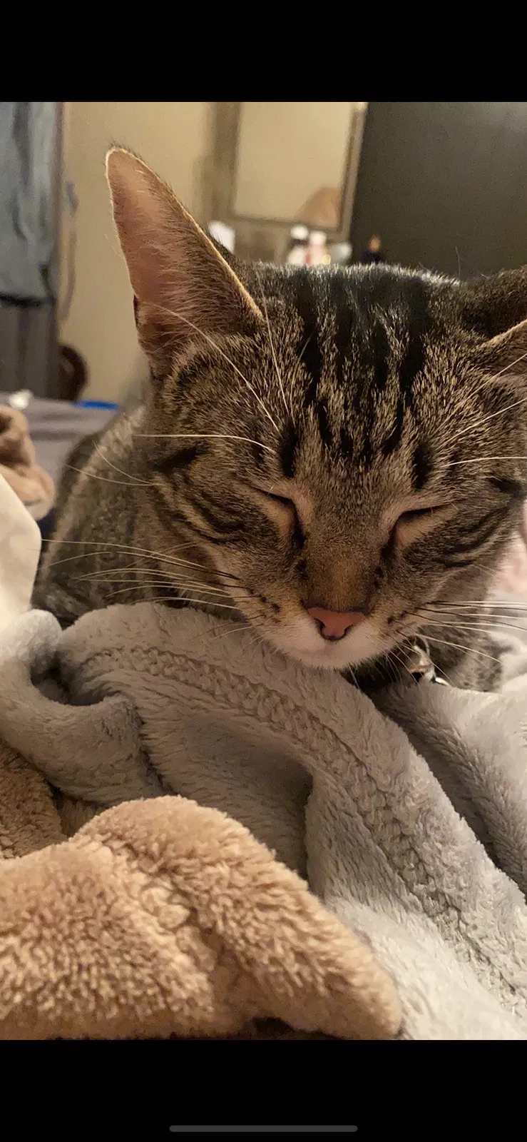 Lost cat in Palm Bay, FL, 32909