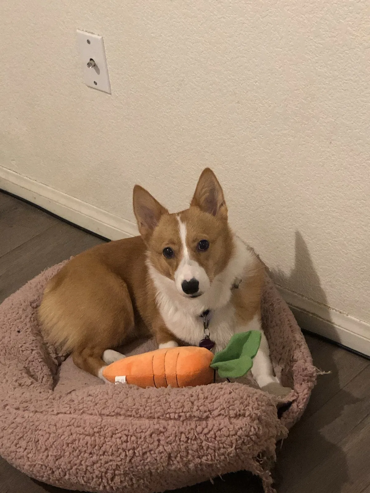 Lost dog in Las Vegas, NV, 89123