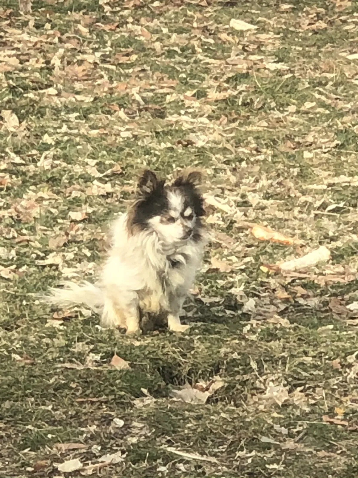 Lost dog in Salt Lake City, UT, 84116