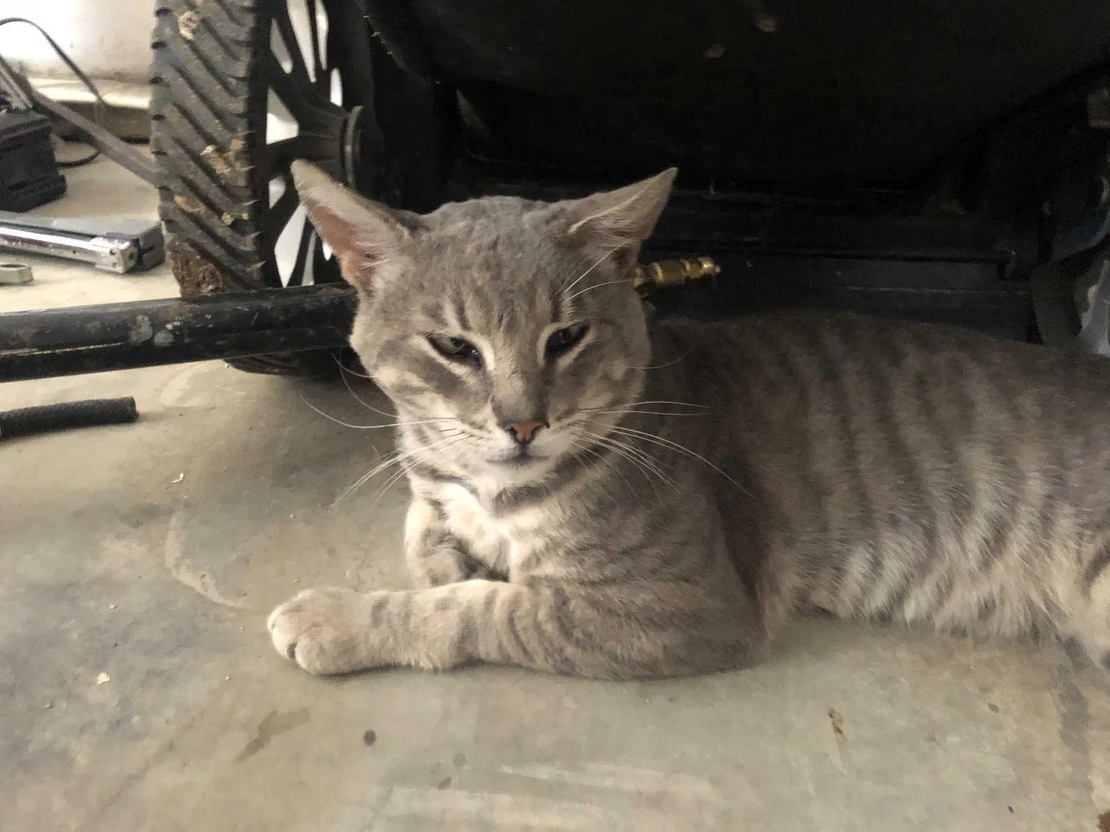 Lost cat in Apple Valley, CA, 92307