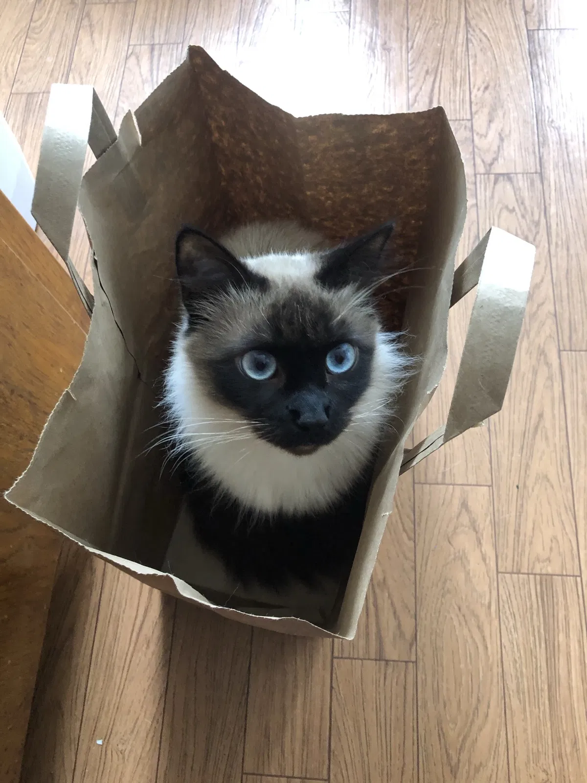 Lost cat in Redondo Beach, CA, 90277