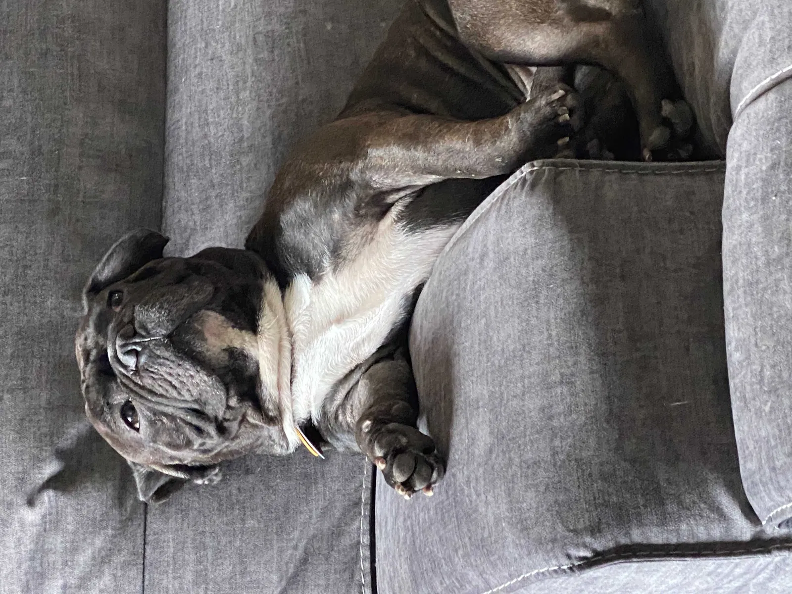 Lost dog in El Paso, TX, 79927