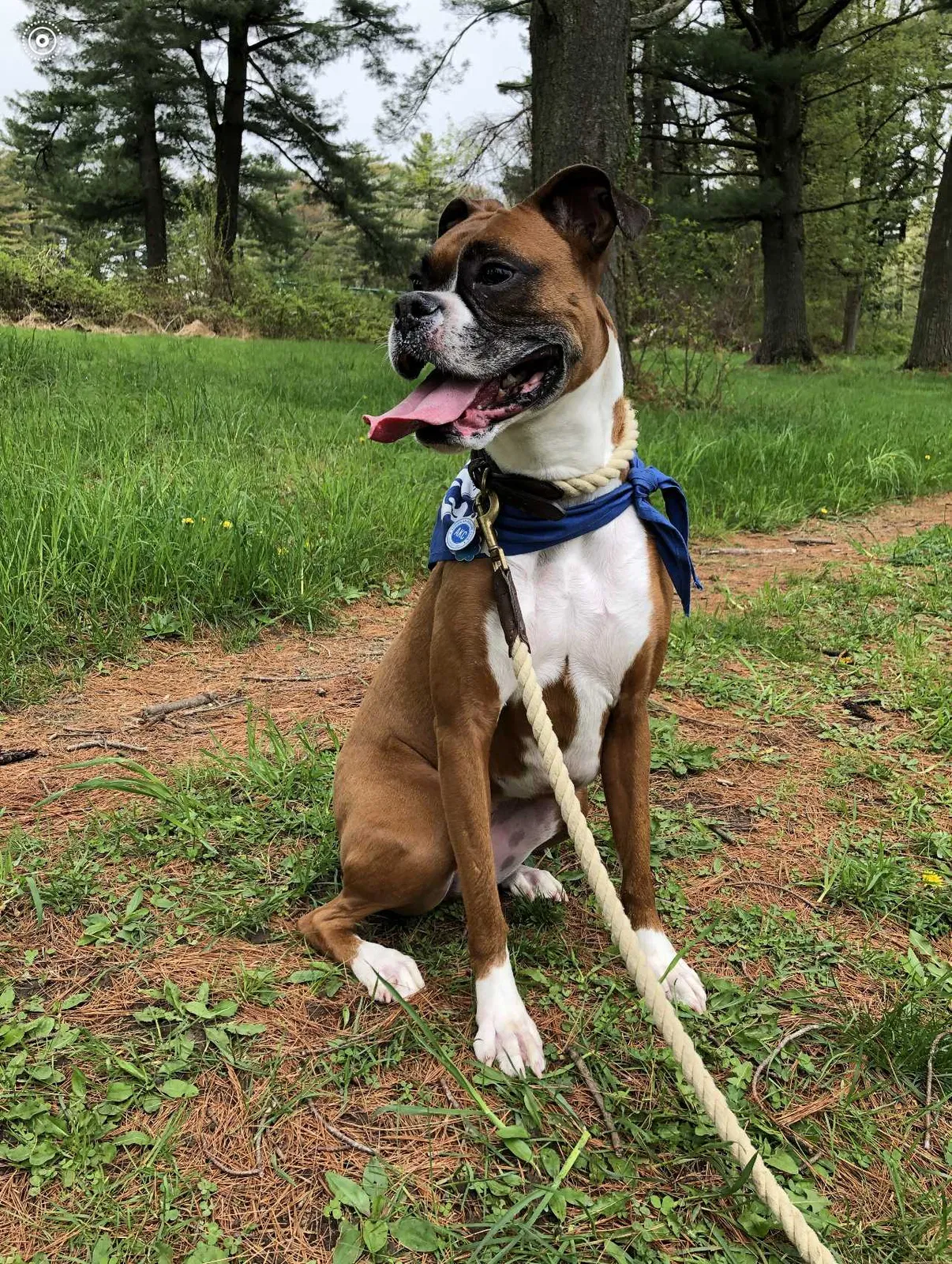 Lost dog in Pawtucket, RI, 2861