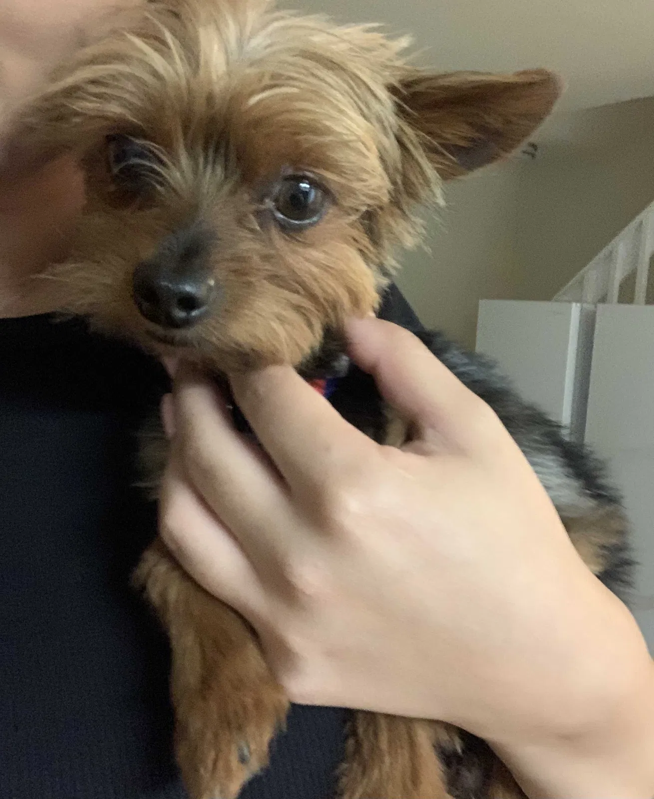 Lost dog in Aurora, CO, 80012