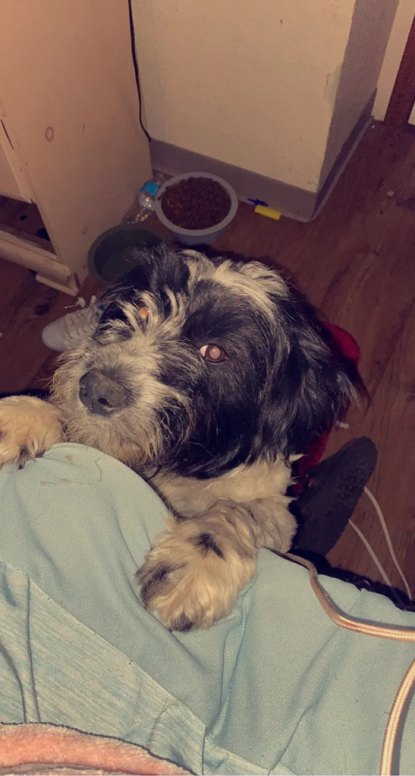 Lost dog in Marysville, WA, 98271