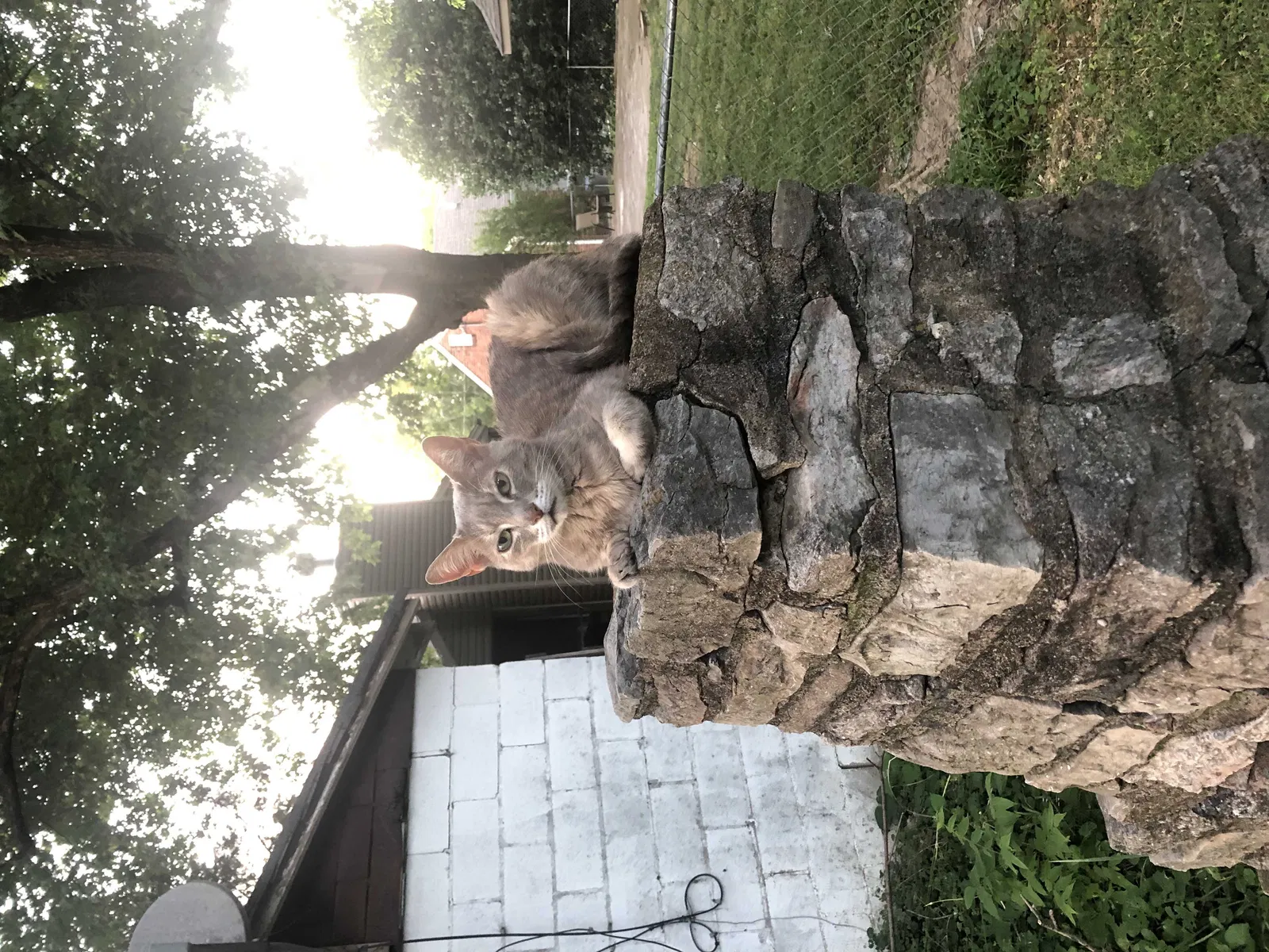 Lost cat in Nashville, TN, 37211