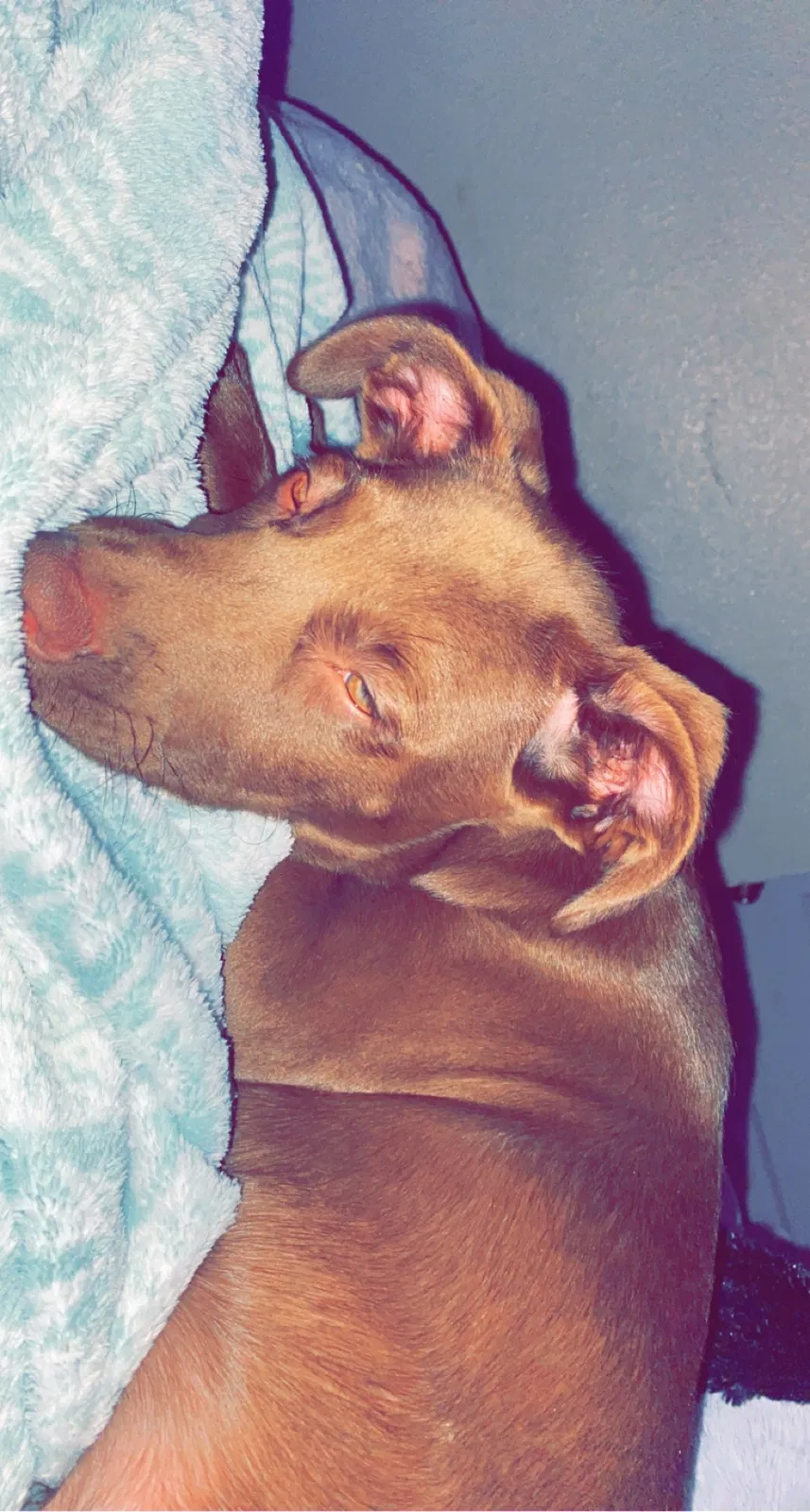 Lost dog in Marysville, WA, 98271