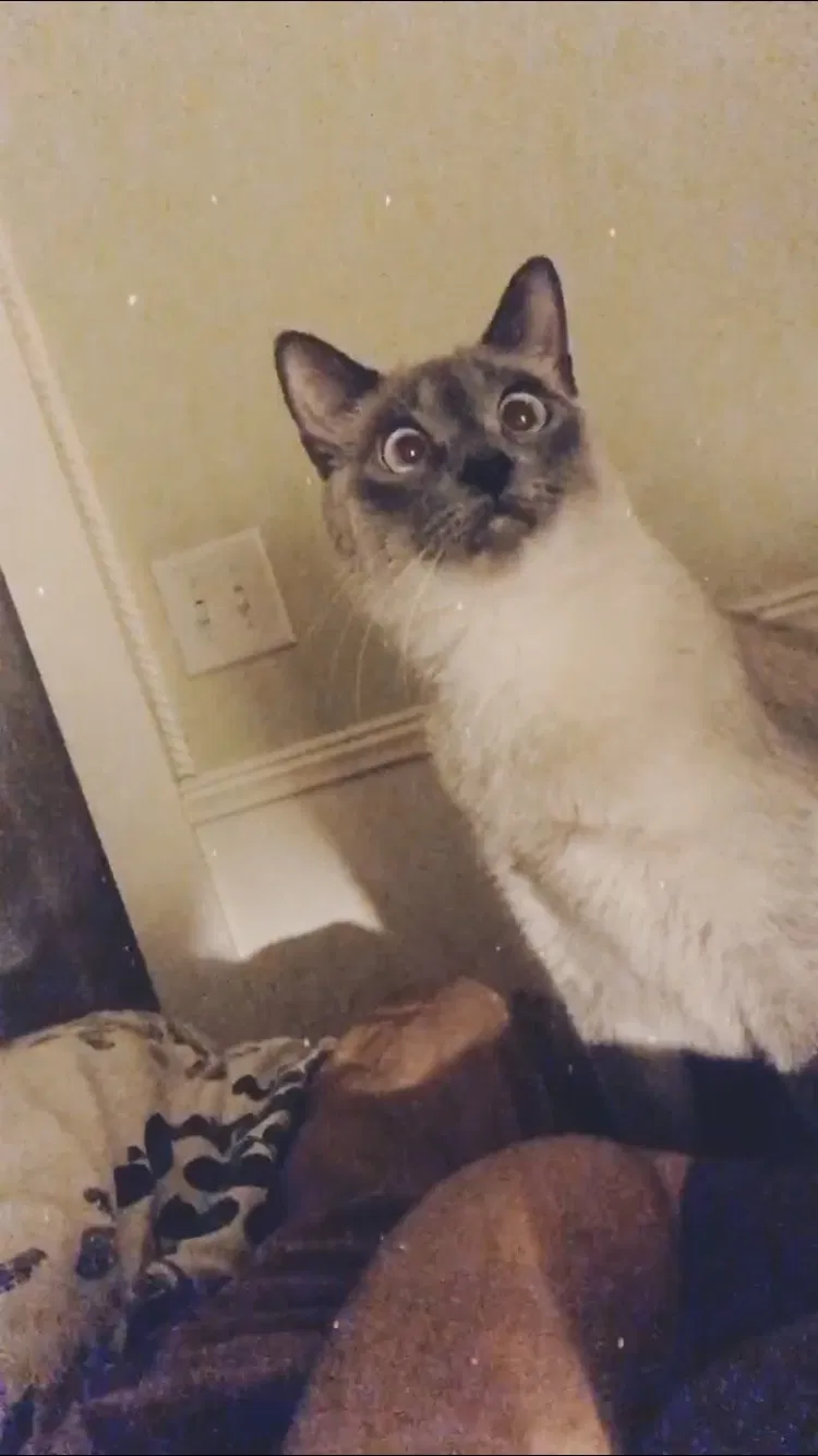 Lost cat in Guerneville, CA, 95446