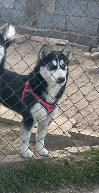Lost dog in El Paso, TX, 79927