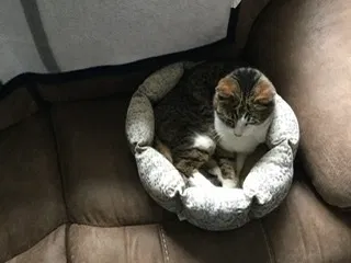 Lost cat in Ocean Shores, WA, 98569