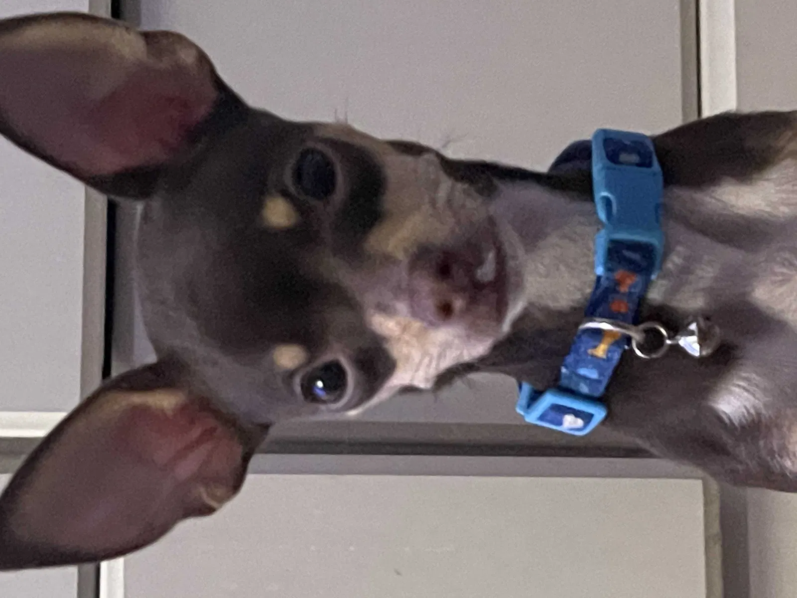 Lost dog in Las Vegas, NV, 89156