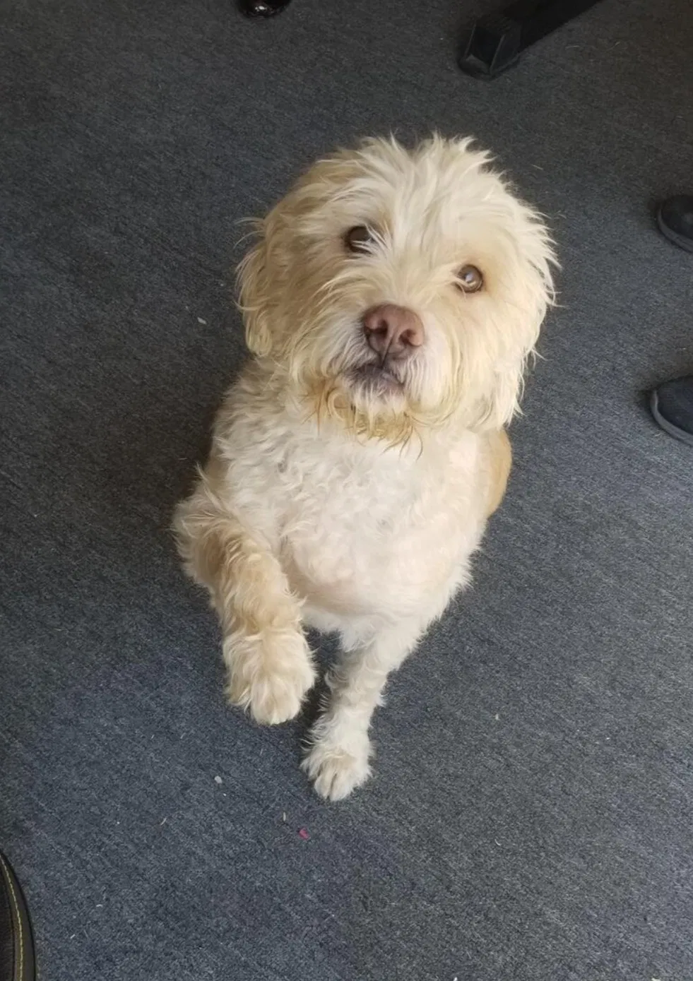 Lost dog in Riverside, CA, 92505