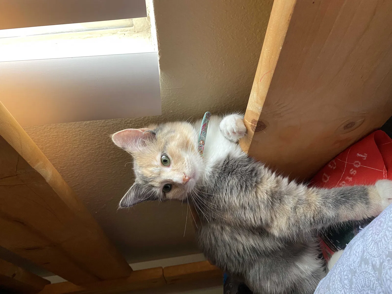 Lost cat in Denver, CO, 80247