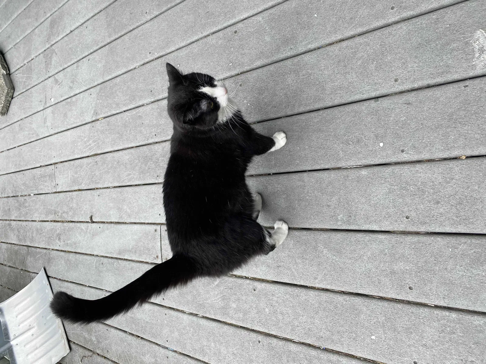 Lost cat in Tacoma, WA, 98444