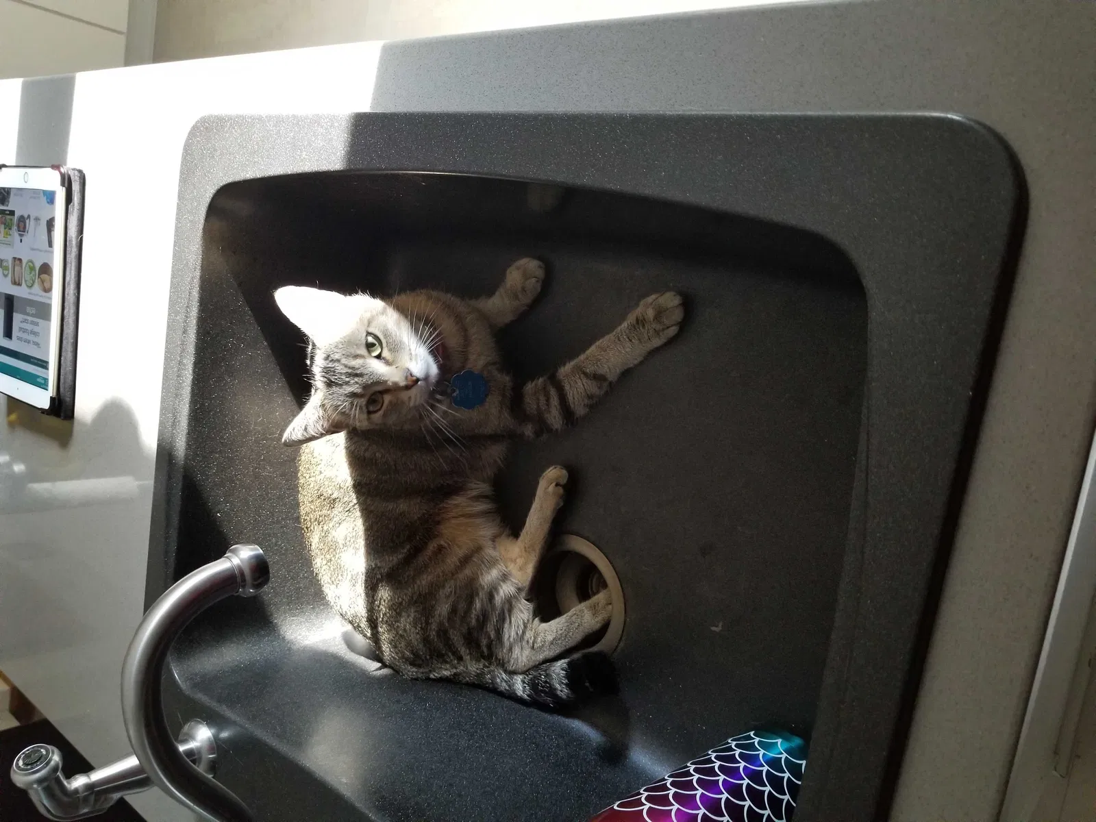 Lost cat in Hudson, NH, 3051