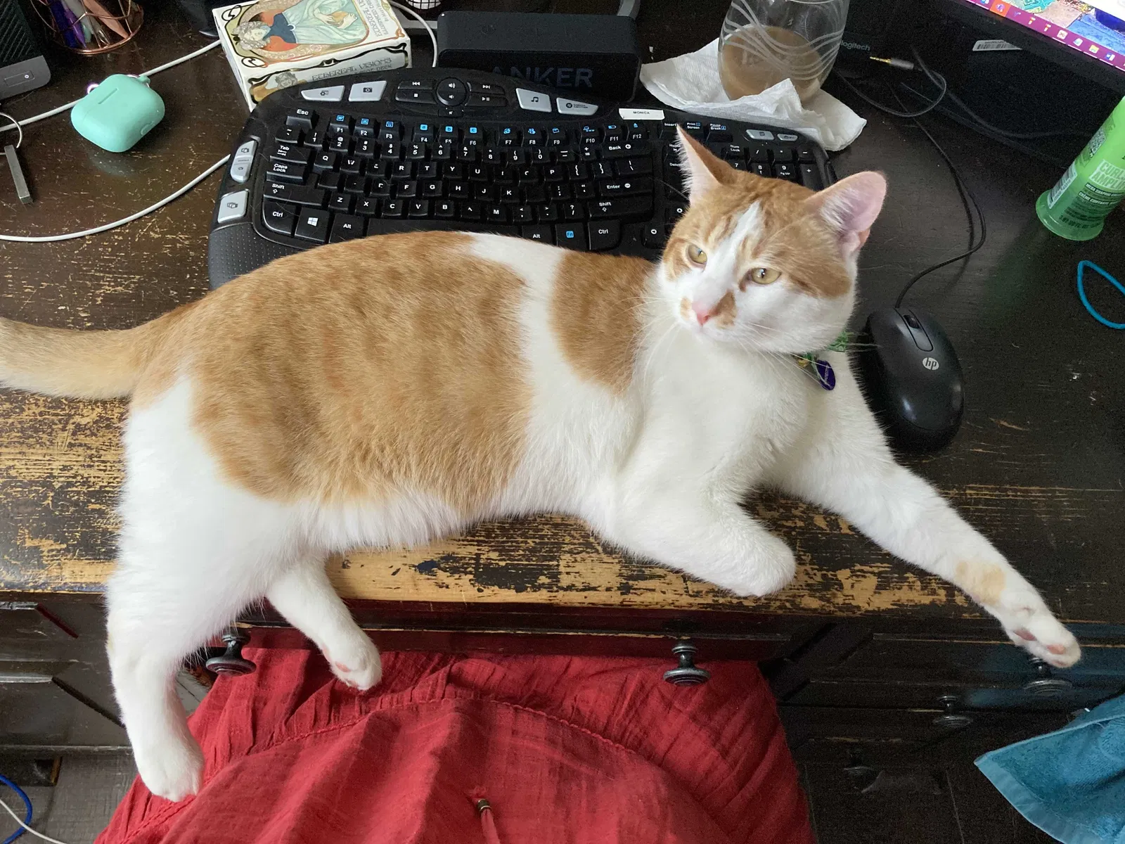 Lost cat in Westminster, CA, 92683