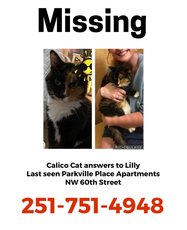 Lost cat in Kansas City, MO, 64152