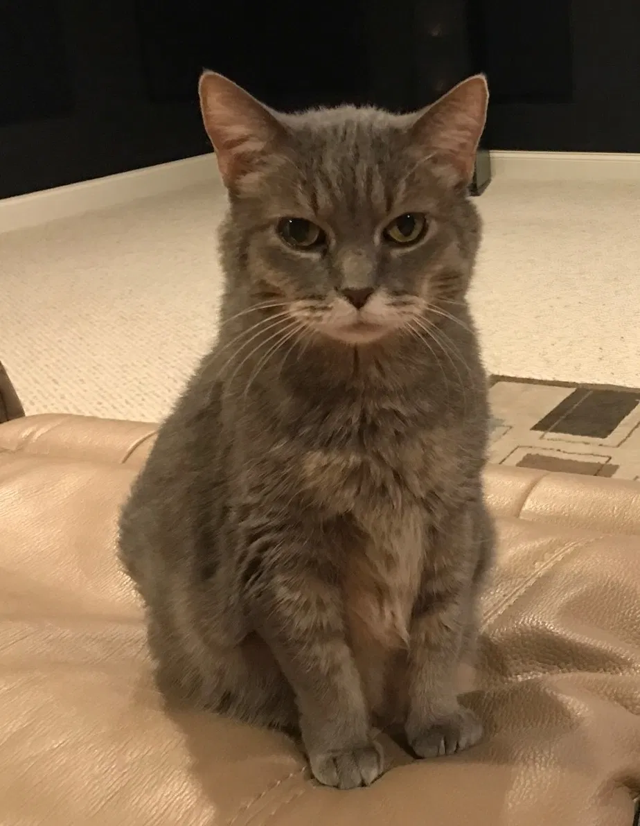 Lost cat in Knoxville, TN, 37922