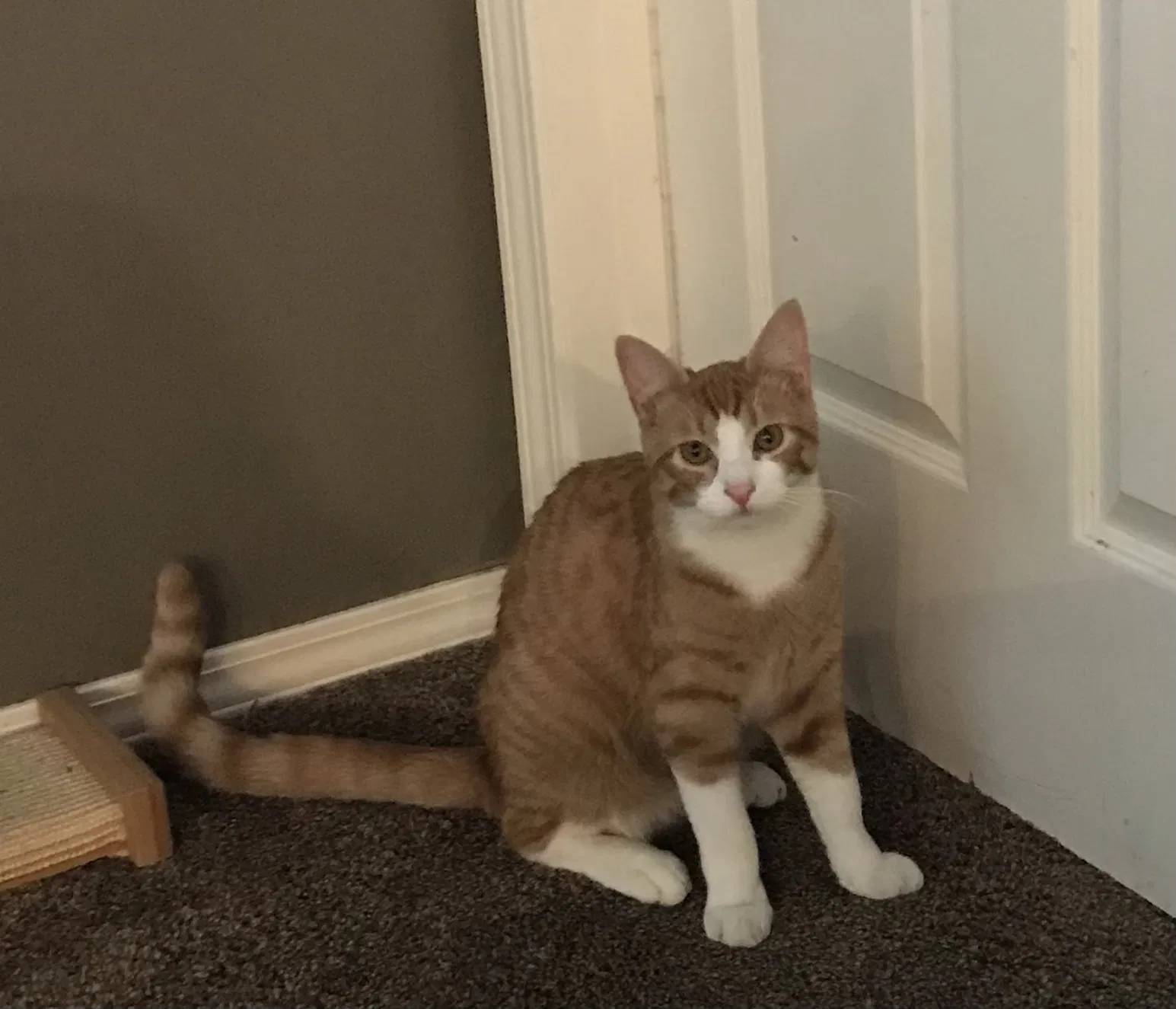 Lost cat in Lynnwood, WA, 98037